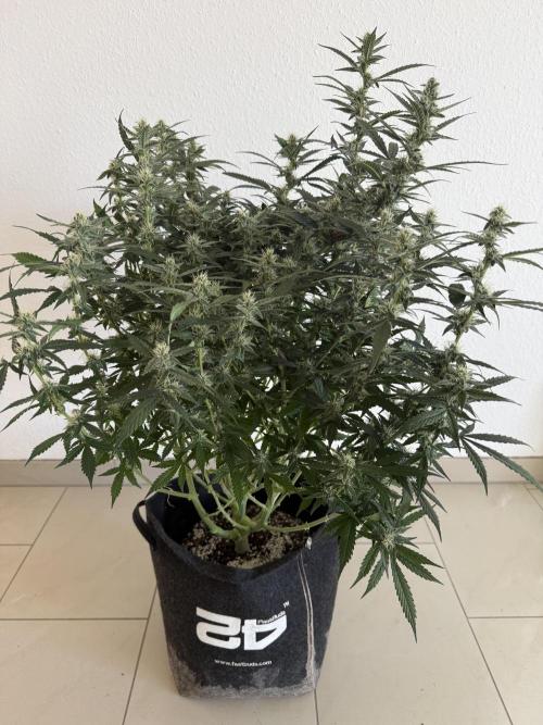 🦍🍪. Week 10 - D70
