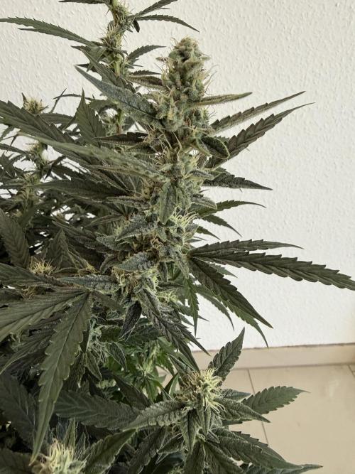 🦍🍪. Week 10