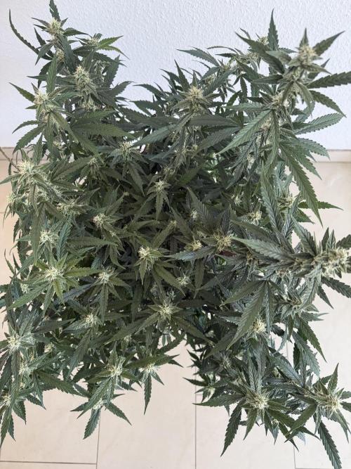 🦍🍪. Week 10