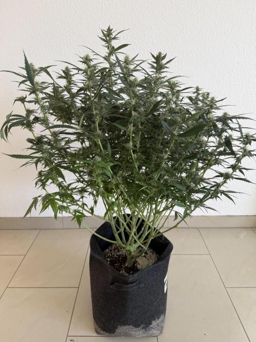 🦍🍪. Week 10