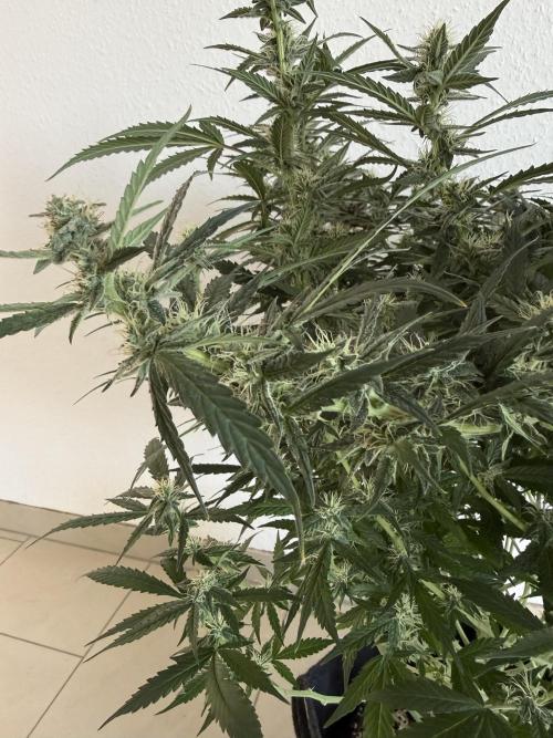 🦍🍪. Week 10