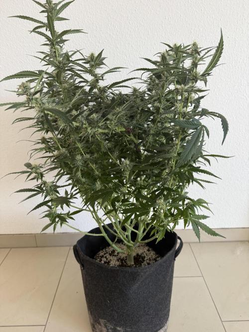 🦍🍪. Week 10