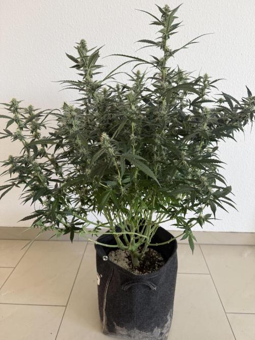 🦍🍪. Week 10