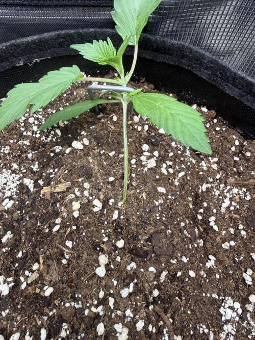 🍈🍦. Week 3 - D15