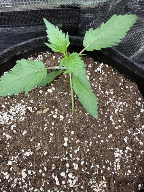 🍈🍦. Week 3 - D16