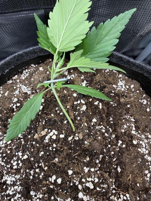 🍈🍦. Week 3 - D17
