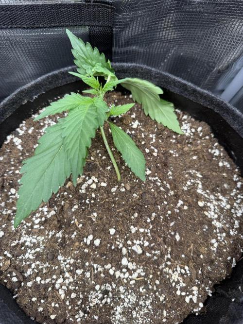 🍈🍦. Week 3 - D18