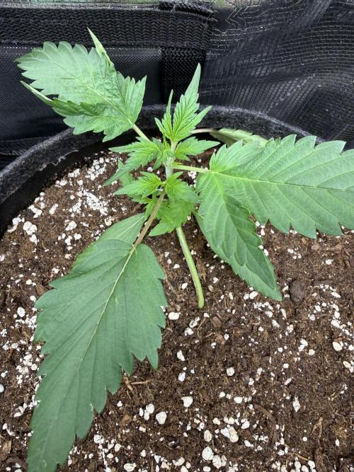 🍈🍦. Week 3 - D19