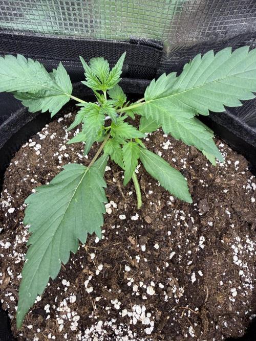 🍈🍦. Week 3 - D20