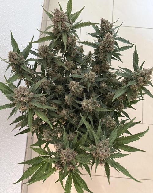 ❄️‼️. Week 12 - D78