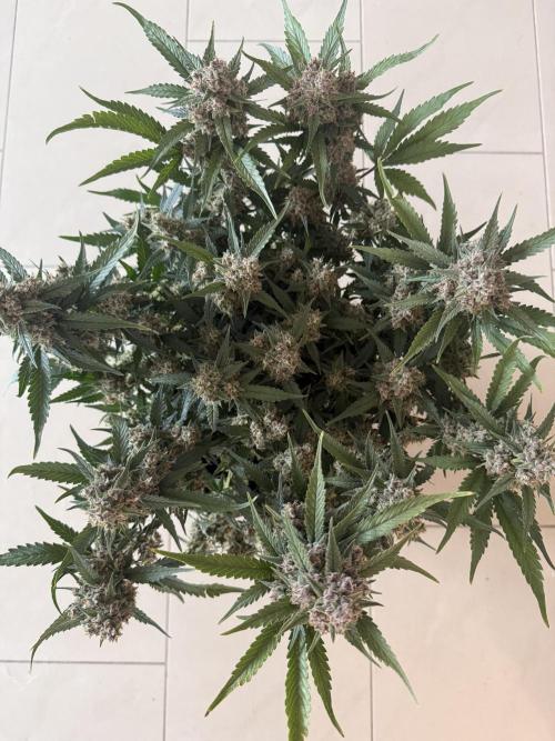 ❄️‼️. Week 12 - D79