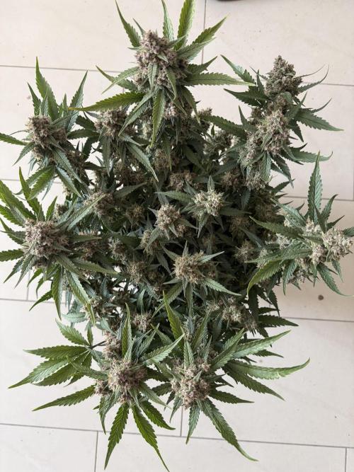 ❄️‼️. Week 12 - D80