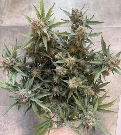 ❄️‼️. Week 12 - D81