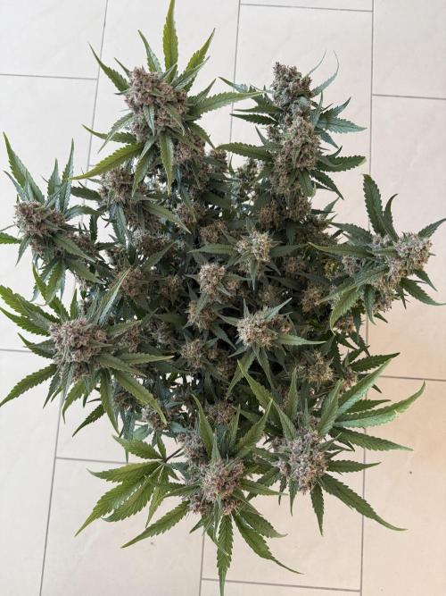 ❄️‼️. Week 12 - D82