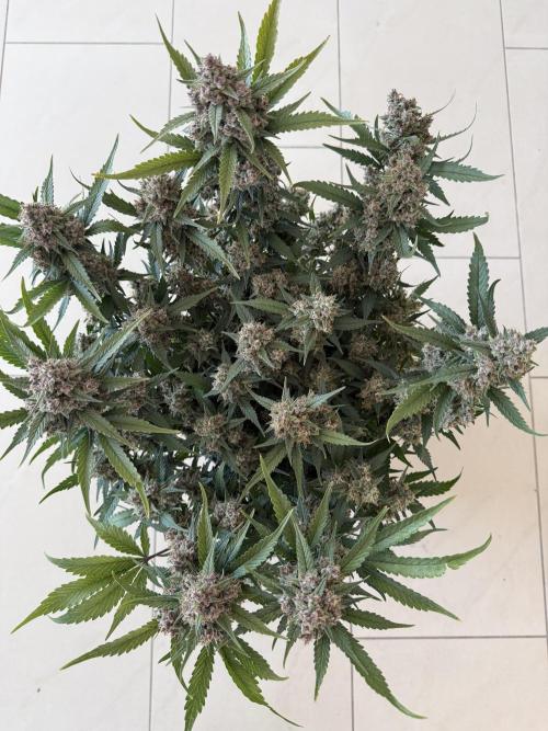 ❄️‼️. Week 12 - D83