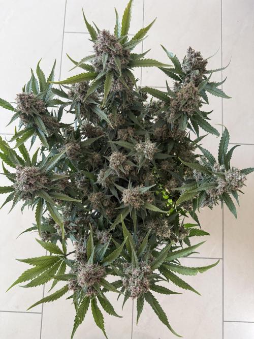 ❄️‼️. Week 12 - D84