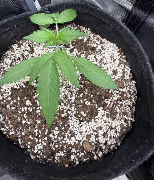 Ⓜ️❄️‼️. Week 3 - D15