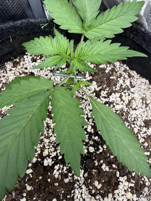 Ⓜ️❄️‼️. Week 3 - D16