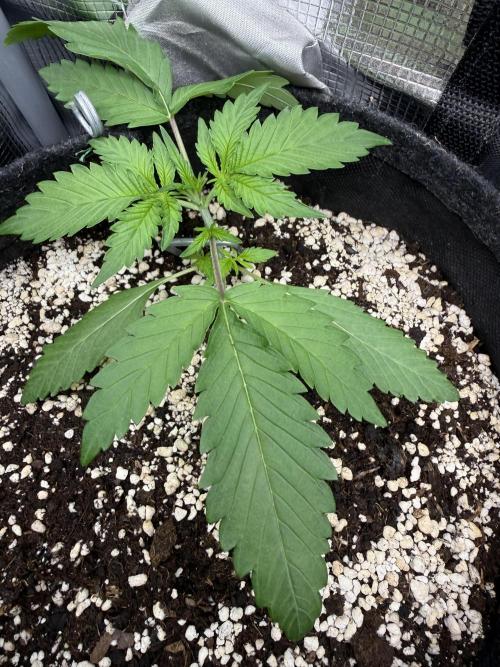 Ⓜ️❄️‼️. Week 3 - D17