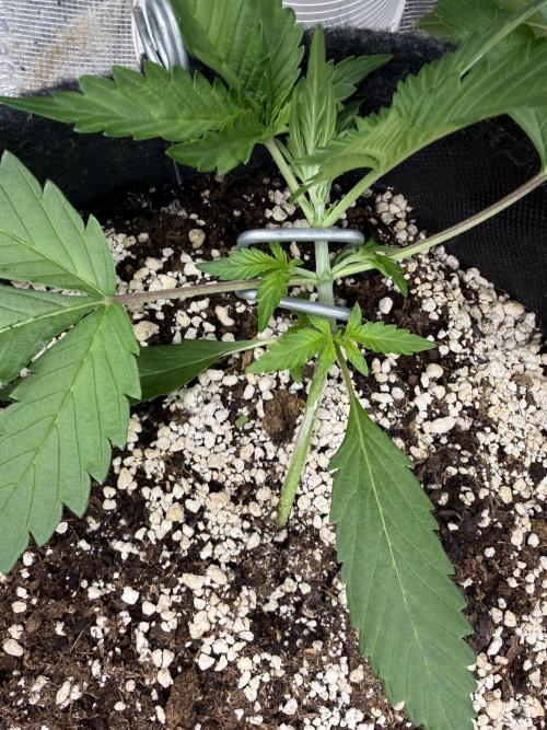 Ⓜ️❄️‼️. Week 3 - D18