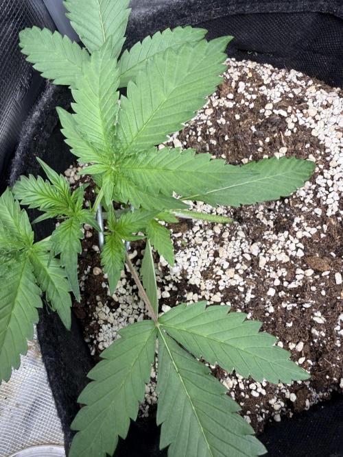 Ⓜ️❄️‼️. Week 3 - D19