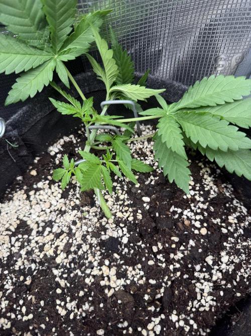 Ⓜ️❄️‼️. Week 3 - D21