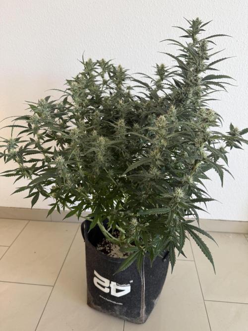 🦍🍪. Week 11 - D71