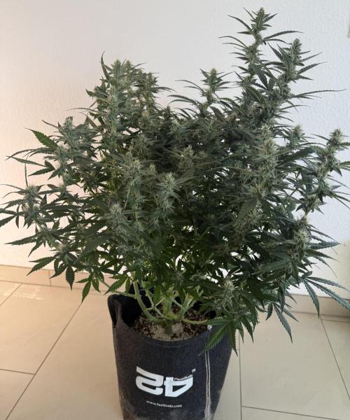 🦍🍪. Week 11 - D72