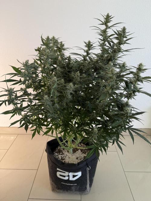 🦍🍪. Week 11 - D73