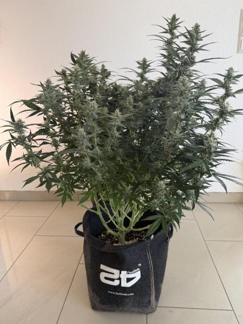 🦍🍪. Week 11 - D74