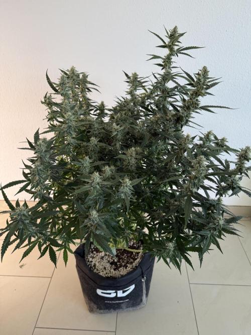 🦍🍪. Week 11 - D75