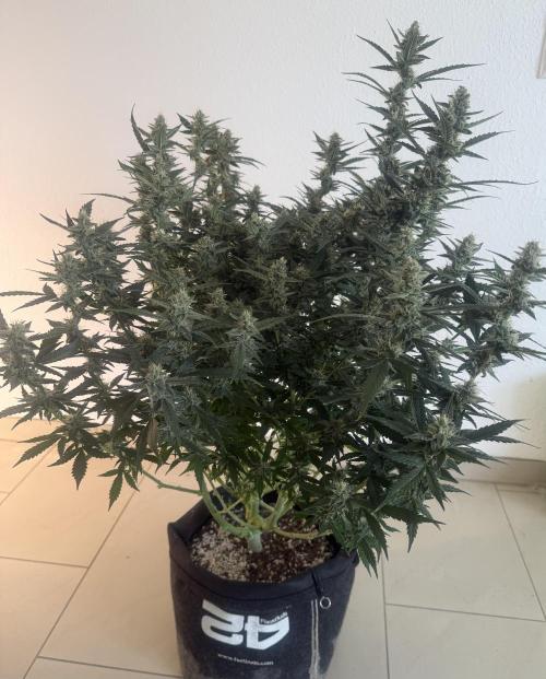 🦍🍪. Week 11 - D76