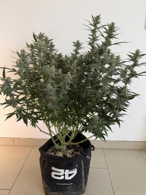 🦍🍪. Week 11 - D77