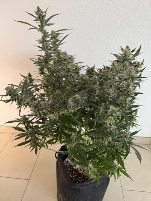 🦍🍪. Week 11