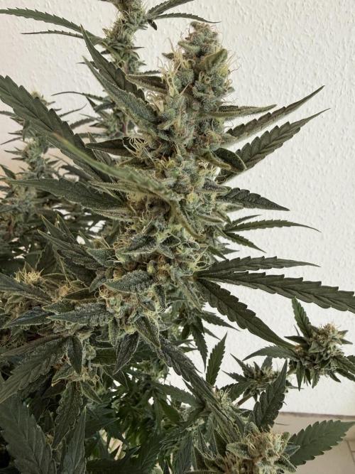 🦍🍪. Week 11