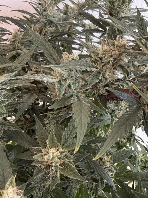 🦍🍪. Week 11