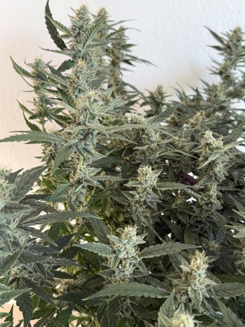 🦍🍪. Week 11