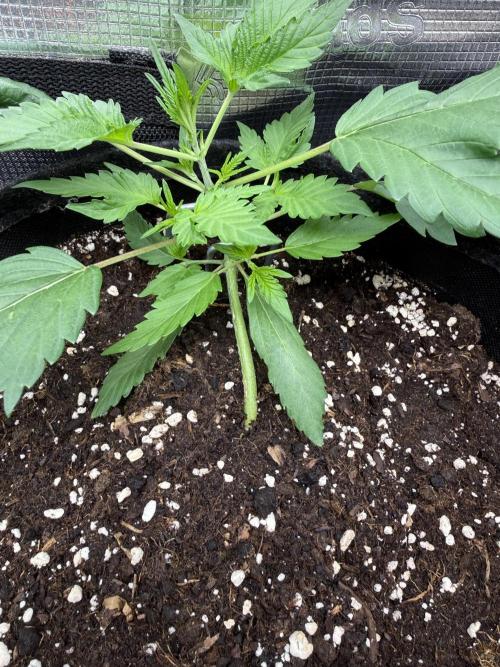 🍈🍦. Week 4 - D22