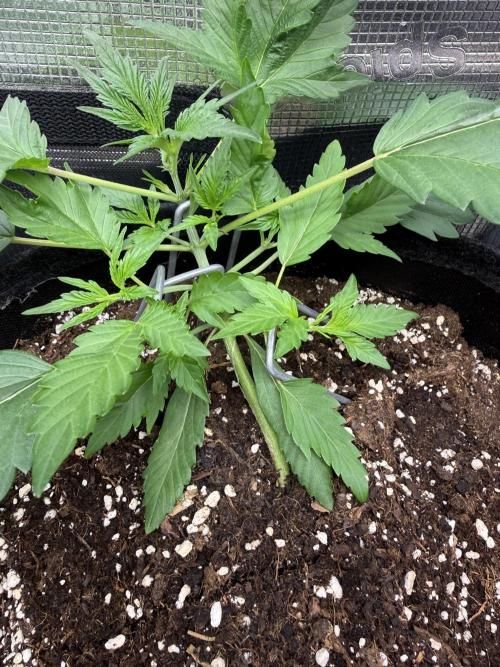 🍈🍦. Week 4 - D24