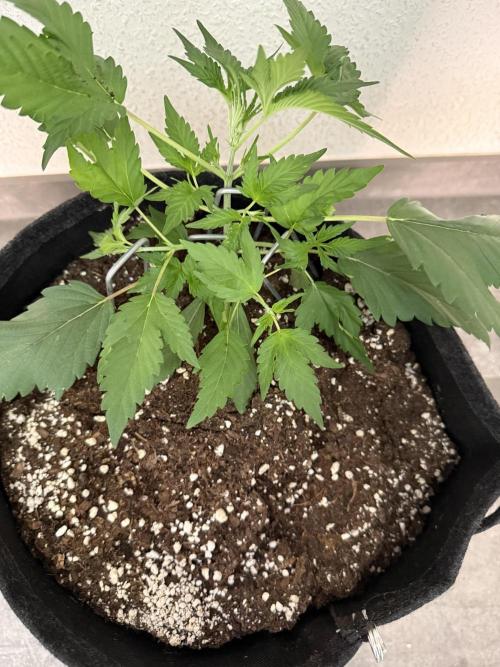 🍈🍦. Week 4 - D25