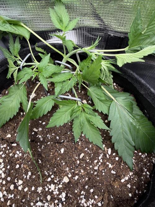 🍈🍦. Week 4 - D26