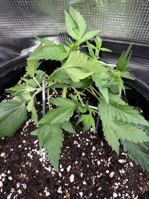 🍈🍦. Week 4 - D27