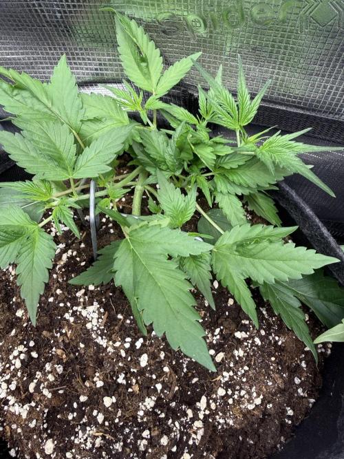 🍈🍦. Week 4 - D28