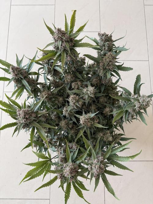 ❄️‼️. Week 13 - D85