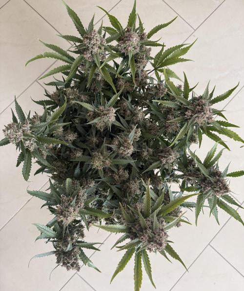 ❄️‼️. Week 13 - D86