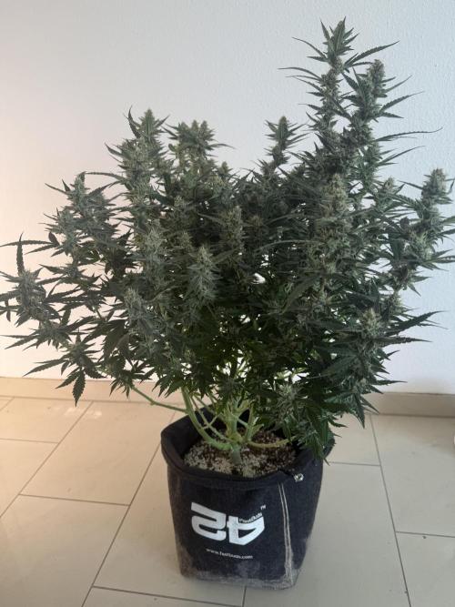 🦍🍪. Week 12 - D78