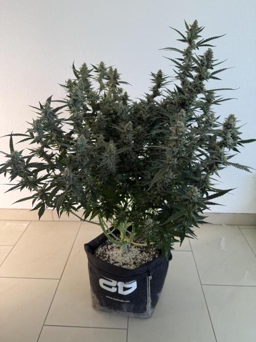 🦍🍪. Week 12 - D80