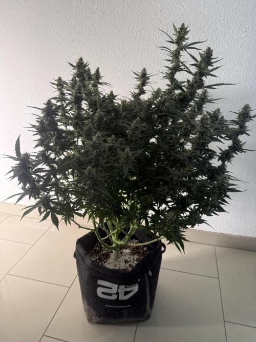 🦍🍪. Week 12 - D81