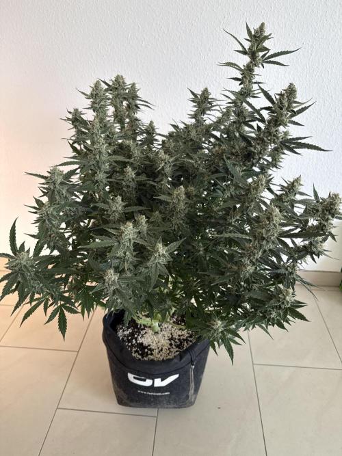 🦍🍪. Week 12 - D82