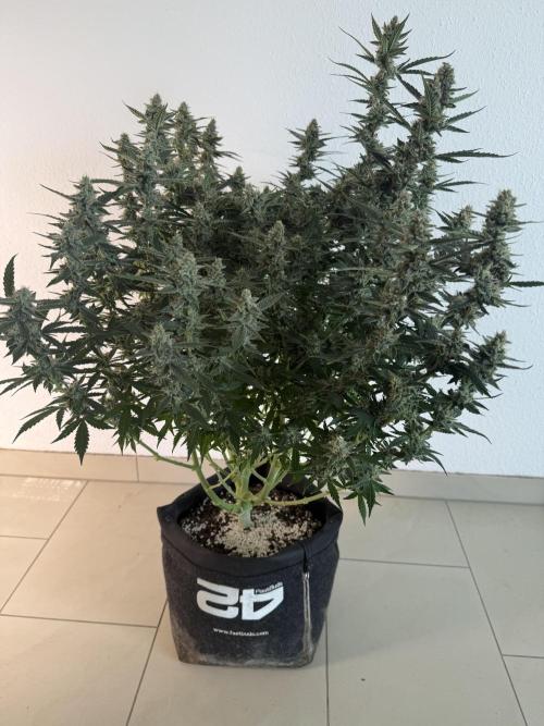 🦍🍪. Week 12 - D83